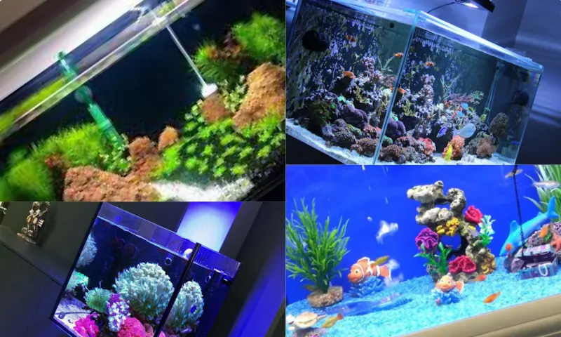 Akvaryum Kurulumu ve Su Kalitesi
