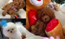 Poodle Sahiplenmeden Önce Bilinmesi Gerekenler