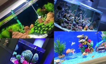 Akvaryum Kurulumu ve Su Kalitesi